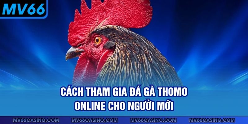 Cách tham gia đá gà Thomo online cho người mới