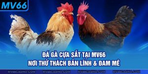 Đá Gà Cựa Sắt Tại MV66 - Nơi Thử Thách Bản Lĩnh & Đam Mê