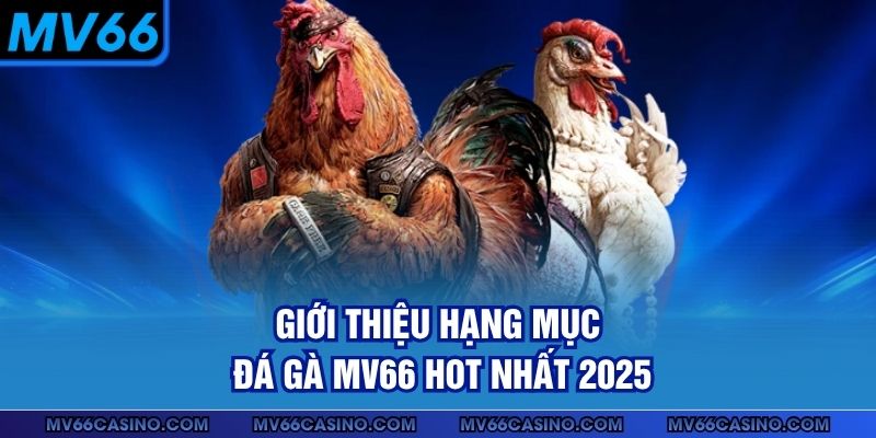 Giới thiệu hạng mục đá gà MV66 hot nhất 2025