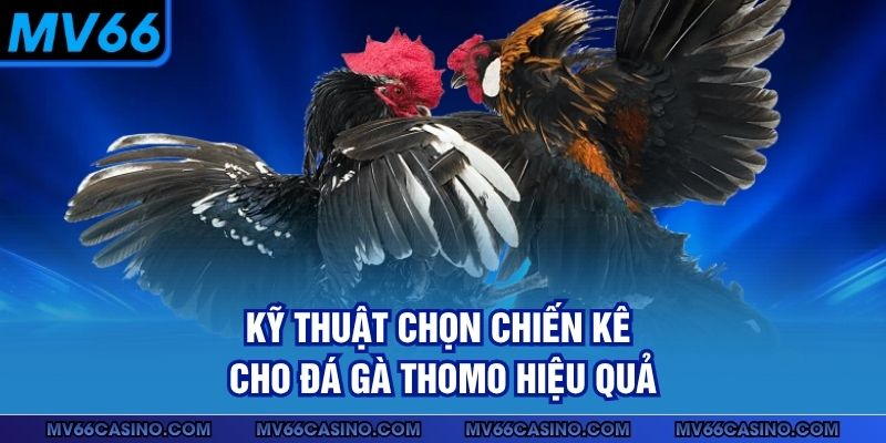 Kỹ thuật chọn chiến kê cho đá gà Thomo hiệu quả 